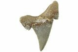 Serrated Sokolovi (Auriculatus) Shark Tooth - Dakhla, Morocco #312631-1